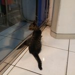 경남 <b>진해</b> 고양이 잃어버리신분..