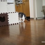 앙즈의 귀가 모습