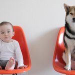 너무 예쁜 <b>시바견</b>과 아기.