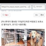 보호소에서 유기견을 개장수에게 넘긴다네요