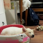 아기진돗개 지견이 이야기~