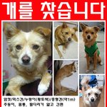 저희 개 찾을 수 있을까요..
