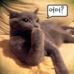 (추가)러시안블루 필라델피아크림 "치즈"를 소개합니다! (스압주의)