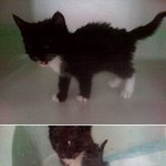 사랑 받으면 변신하는 반려<b>동물</b>.. 울나비의 변신!