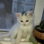 2개월된 고양이이름좀 <b>지어</b>주세요!