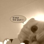 [<b>코오</b>] 셀카찍는 고양이 "<b>코오</b>"