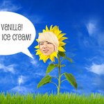 [BAP] 아이스크림 동맹