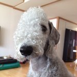 (추가)양 아님 <b>염소</b> 아님 이게뭐지? 아님 베들링턴테리어 뭉이임...