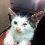 길냥이 <b>입양</b>하실 분 찾습니다.