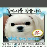 강아지를찾습니다제발도와주세요..사례금백만원..