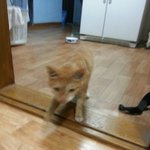 <b>노랑</b>둥이 길에서 업어왔어요