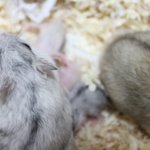 싱글<b>대디</b> 비만토리 육아일기