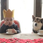 너무 예쁜 <b>시바견</b>과 아기.   -(2)