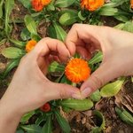 성경에 예언된 여자와 여자의 남은 <b>자손</b> / 하나님의교회 안증회