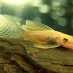 열대어 키우기: 안시 (안시스트루스)