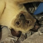 귀염냥이 콩두 보여드리고자 ~ ^^