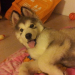 (추가)자이언트말라뮤트 덕팔이성장기