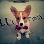 웰시~쏭순 이의 진화과정