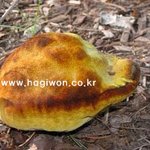 암 치료의 주역, 상황<b>버섯</b>이란?