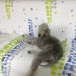 양 아님 <b>염소</b> 아님 베들링턴테리어 뭉이 2탄!!