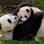 서로 쓰담쓰담 하고있는 귀여운 <b>동물</b>들