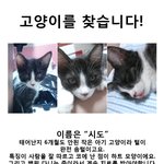 [서울시 관안구 서원동/신림사거리] 고양이를 찾아주세요/한국턱시도고양이