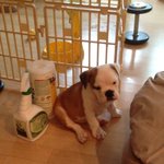 못생겼는데 이상하게 귀여운 <b>불독</b>