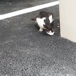 길냥이....<b>구조</b> 방법이 없을까요?