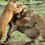 할 말 없게 만드는 동물들