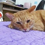 냥이)우리집냥이를 소개합니다
