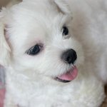 이제 막 눈뜬 4마리 꼬물꼬물이들!!!<b>엄마미소</b> 저절로ㅋㅋ