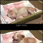 개의 <b>일생</b> (꼭보세요)