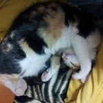 [냥이]<b>담이</b> 굿잠~