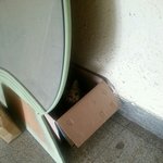 <b>집앞</b>의 길냥이 어떡하죠? (수정완료)