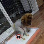 [구리구리] 구리의 라이언컷!!!
