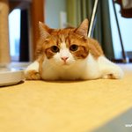 유봉이네 고양이들은 이상해요~