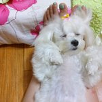 말티vs페키vs푸들vs비숑
