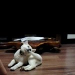 계속 무는 진돗개 버릇!!ㅠㅠㅠ