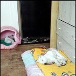 원룸에서 <b>공생</b>하는 인간과 동물