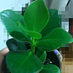 이 <b>화초</b>? 꽃? 이름뭐죠?