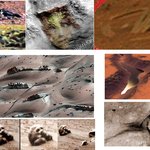 화성에 사는 귀여운 파충류 사진들