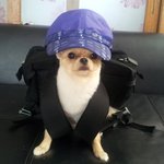 상위1%견 (공시도전기!!)