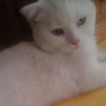 위대한 캣<b>루비</b> -5-  [잠들면 못난이]