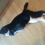 안녕하세요 <b>길</b>냥이가 따라들어왔었다는 글쓴이에<b>용</b>