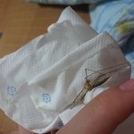 이거모기에요 뭐에요?