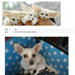 <b>사막</b>여우 분양 받았는데요~