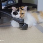 유봉이네 평온한 주말풍경(2013/7/14)