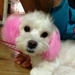 천호역에서 말티즈를 데려왔어요ㅠㅠ!