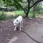 잘생긴 백구 ㅋ 바다갔긔