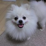 <b>양재동</b>에서 포메리안 흰색암컷을 잃어버렸어요